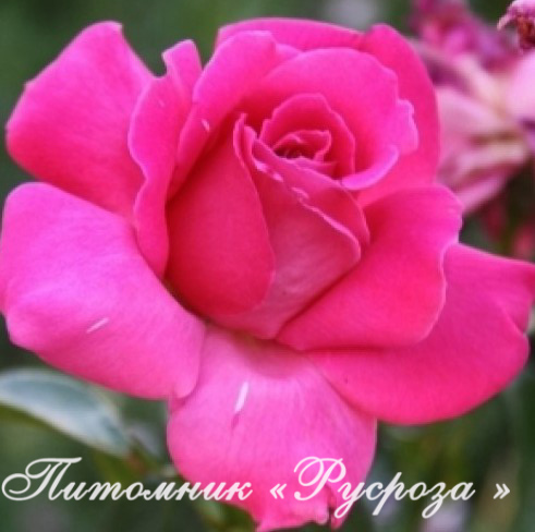 КЛИМЕНТИНА