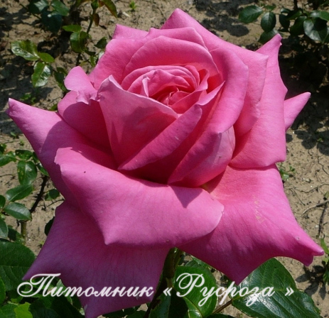 КЛИМЕНТИНА