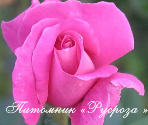 КЛИМЕНТИНА