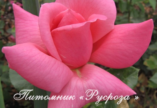 КЛИМЕНТИНА