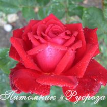 КОМСОМОЛЬСКИЙ ОГОНЕК