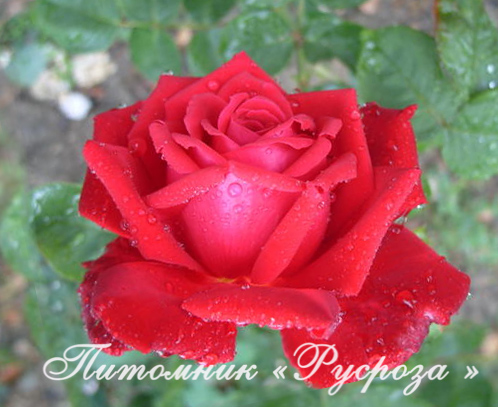 КОМСОМОЛЬСКИЙ ОГОНЕК