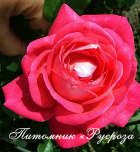 КОМСОМОЛЬСКИЙ ОГОНЕК