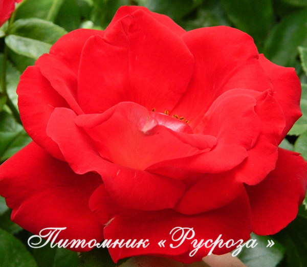 КОМСОМОЛЬСКИЙ ОГОНЕК