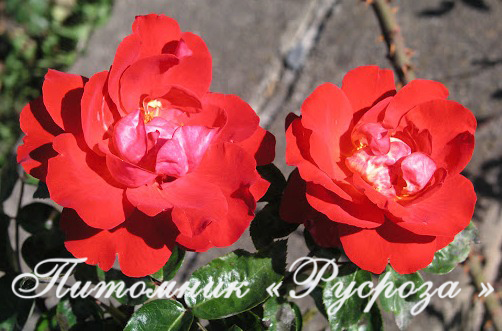 КОМСОМОЛЬСКИЙ ОГОНЕК