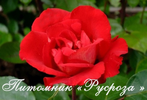 КОМСОМОЛЬСКИЙ ОГОНЕК