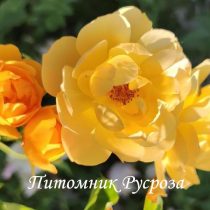 BUTTERCUP (AUSBAND)