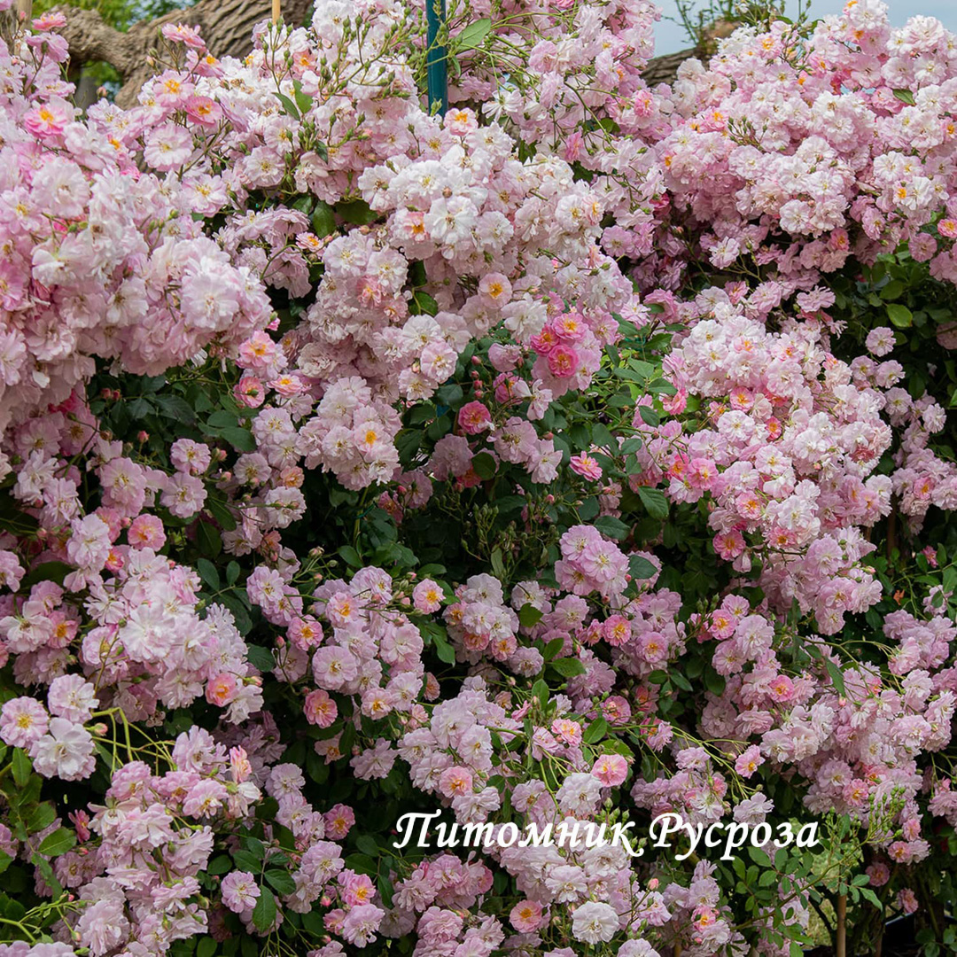 BRISE PARFUM (BARISE)