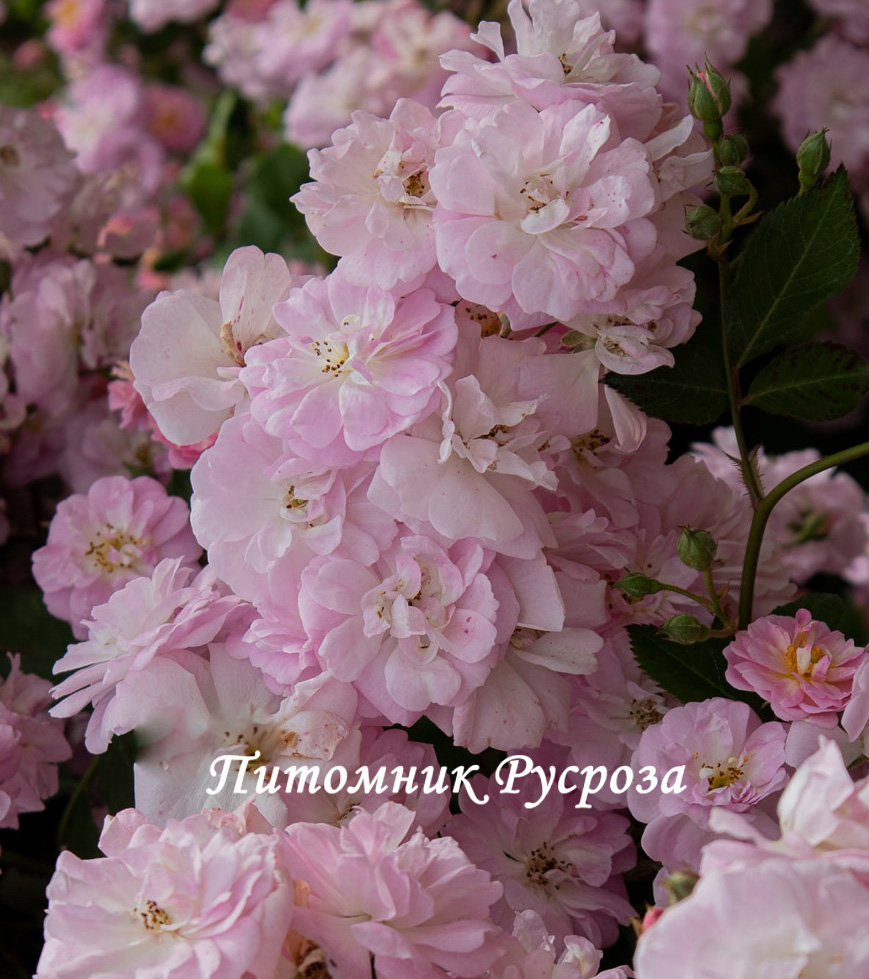 BRISE PARFUM (BARISE)