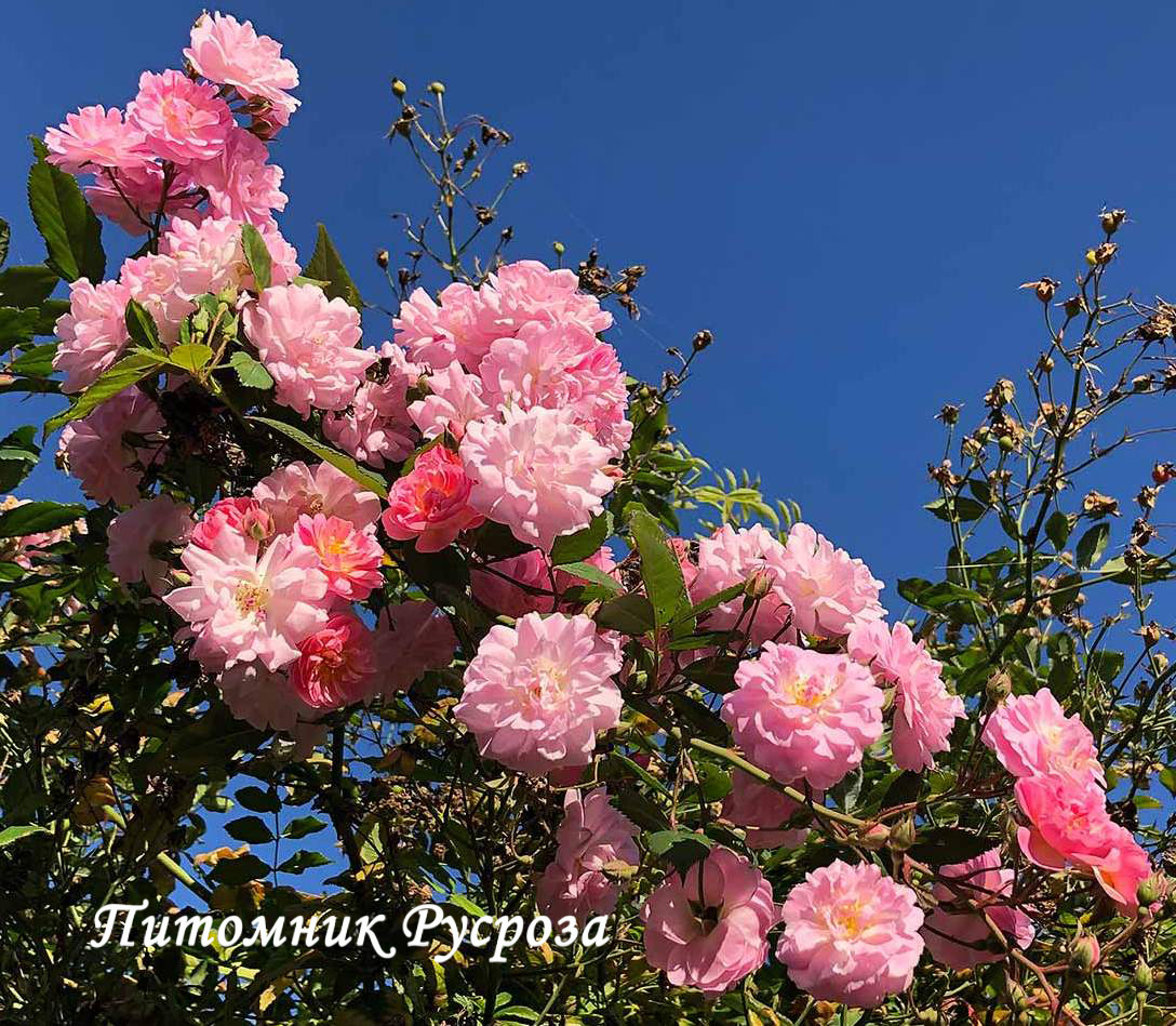 BRISE PARFUM (BARISE)