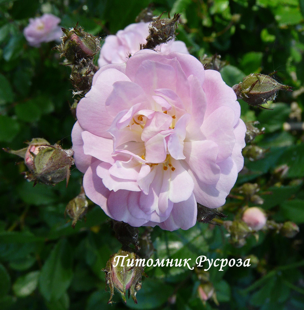 BRISE PARFUM (BARISE)