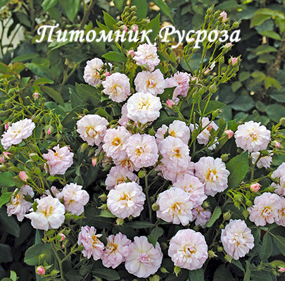 BRISE PARFUM (BARISE)