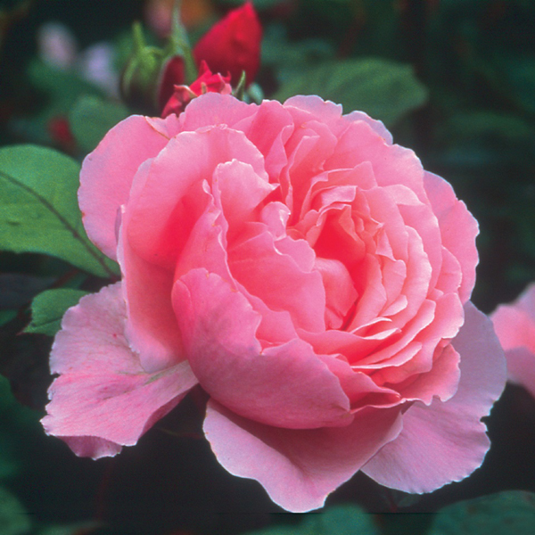 BROTHER CADFAEL