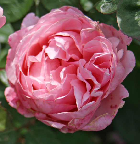 BROTHER CADFAEL