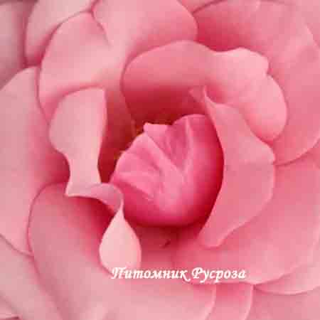 CARINA (MEICHIM)