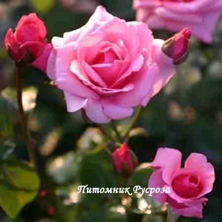 CARINA (MEICHIM)