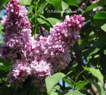 Сирень 