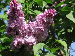 Сирень 