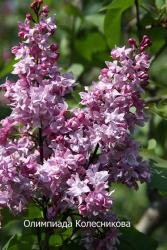 Сирень 