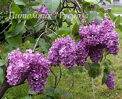 Сирень 