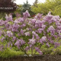 Сирень китайская 