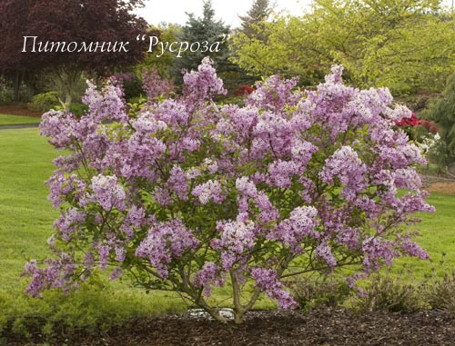 Сирень китайская 