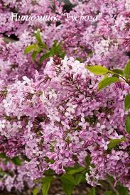 Сирень китайская 