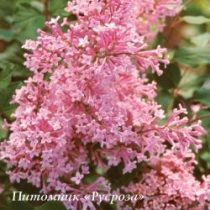 Сирень гибридная 