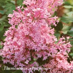 Сирень гибридная 