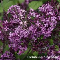 Сирень гибридная 