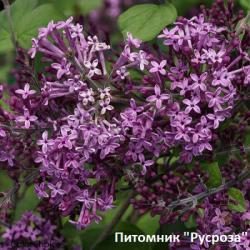 Сирень гибридная 