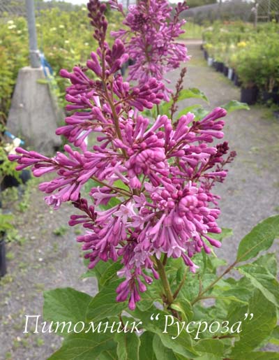 Сирень Престона 