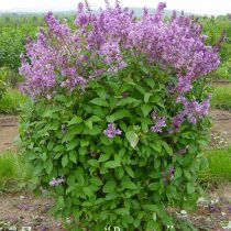 Сирень Престона 