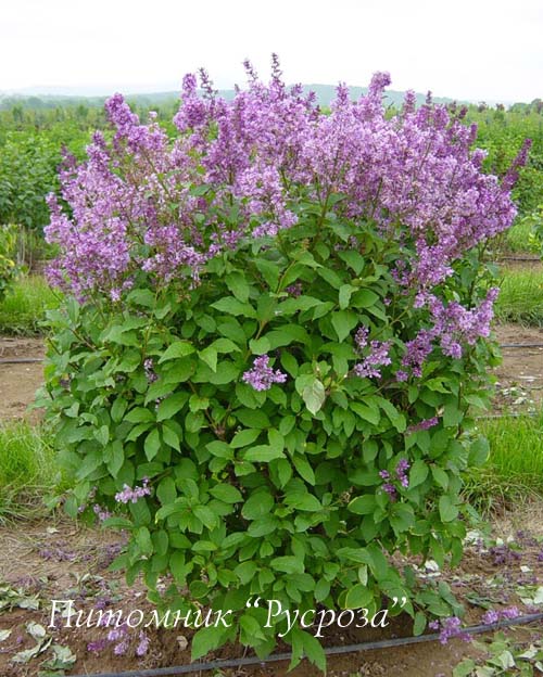 Сирень Престона 