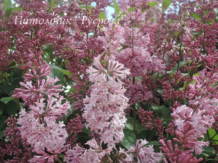 Сирень Престона 