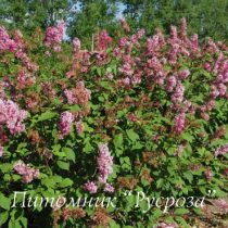 Сирень Престона 