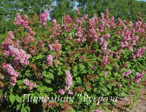 Сирень Престона 