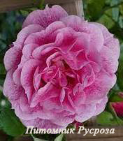CAMELOT (Invictus)