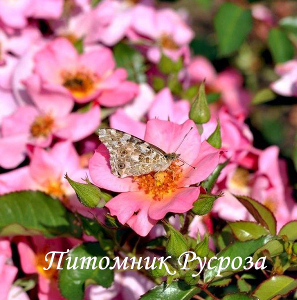 BARBIE MELLA ШТ 80-90