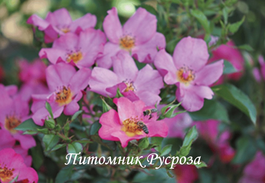 BARBIE MELLA ШТ 80-90