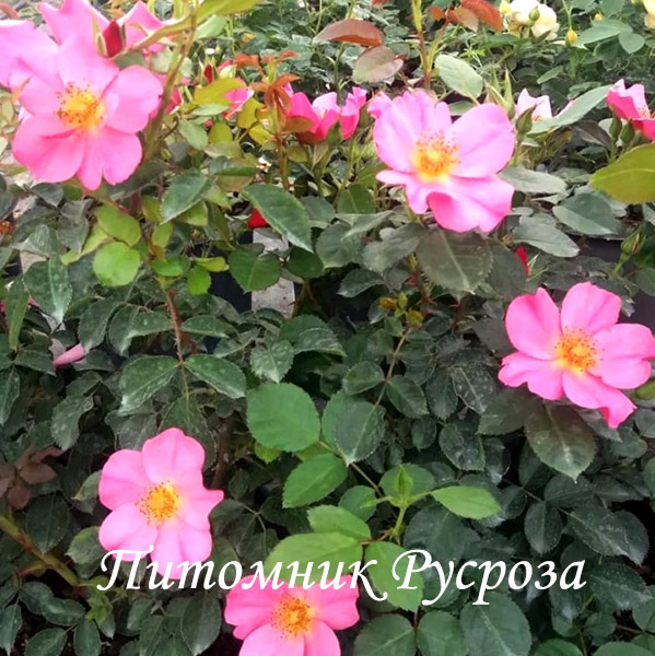 BARBIE MELLA ШТ 80-90