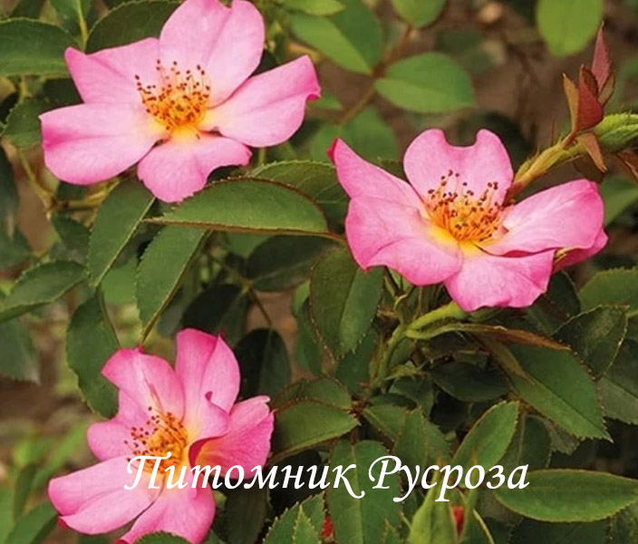 BARBIE MELLA ШТ 80-90