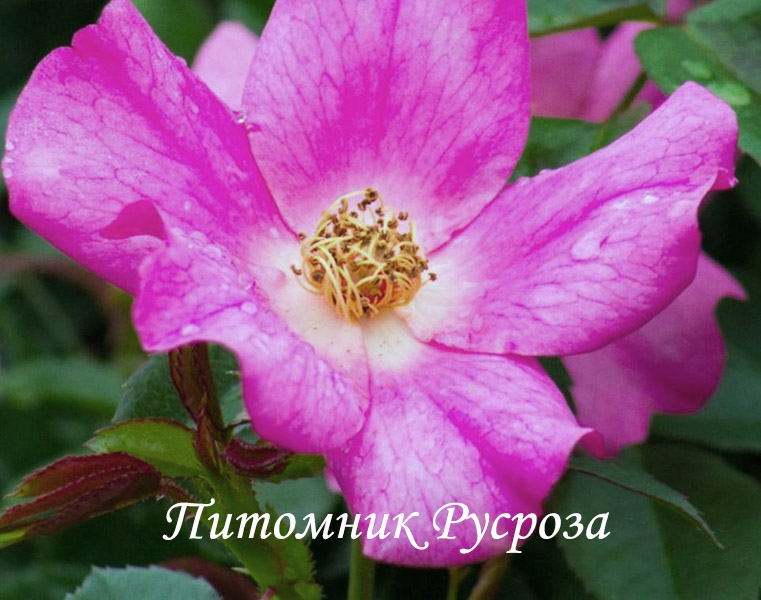 BARBIE MELLA ШТ 80-90