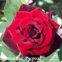 BARKAROLE ШТ 110-120