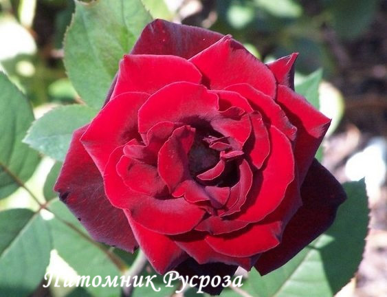 BARKAROLE ШТ 110-120