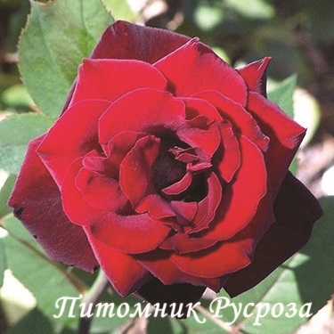 BARKAROLE ШТ 110-120