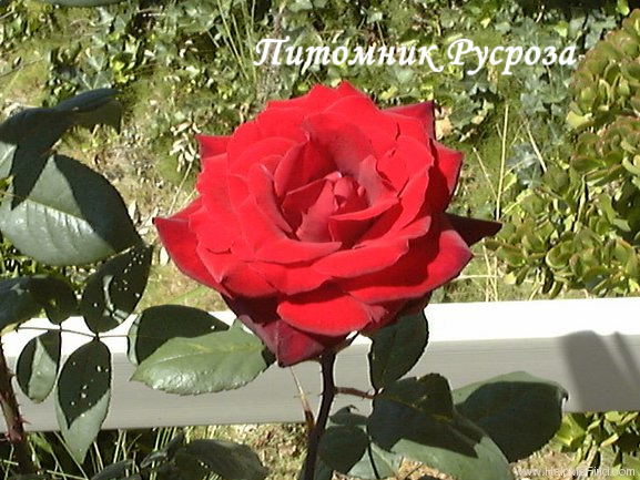 BARKAROLE ШТ 110-120