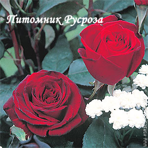 BARKAROLE ШТ 110-120