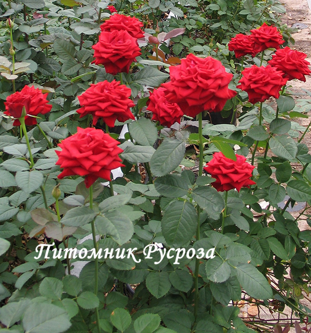 BARKAROLE ШТ 110-120