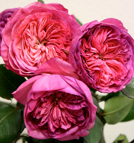 BARONESSE ШТ 90-100